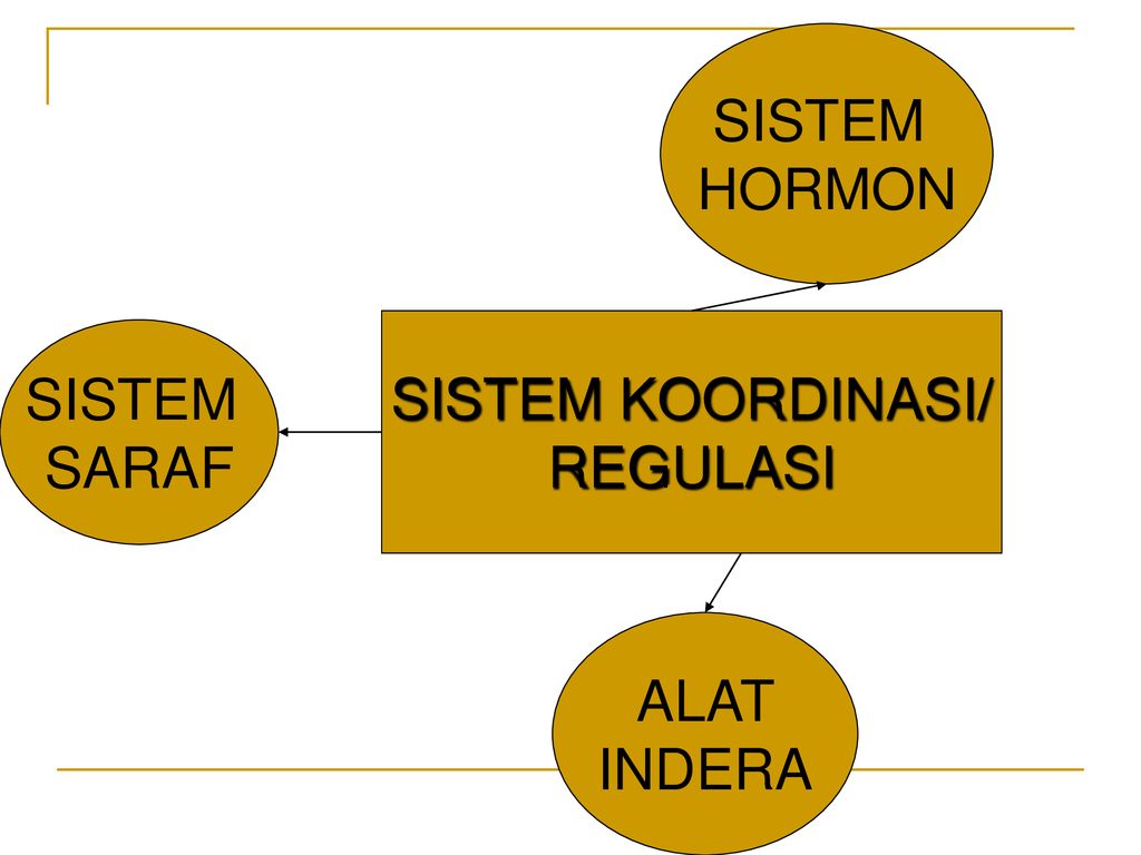 Sistem Koordinasi Dan Alat Indera Pada Manusia